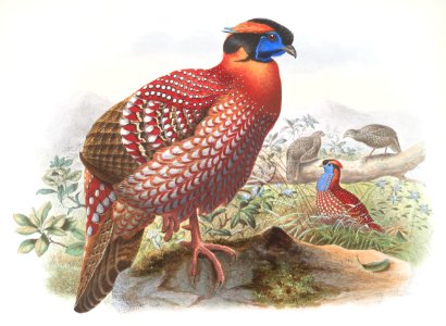 Ceriornis Temmincki