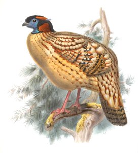 Ceriornis Caboti