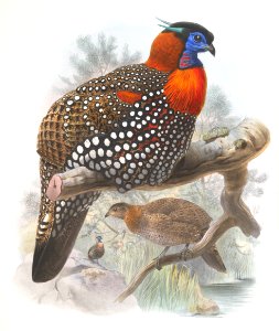 Ceriornis melanocephala