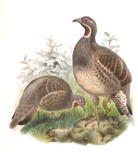 Tetraophasis obscurus