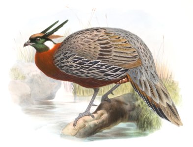 Purcasia Duvauceli