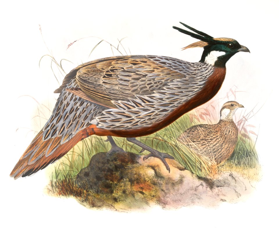 Purcasia macrolopha