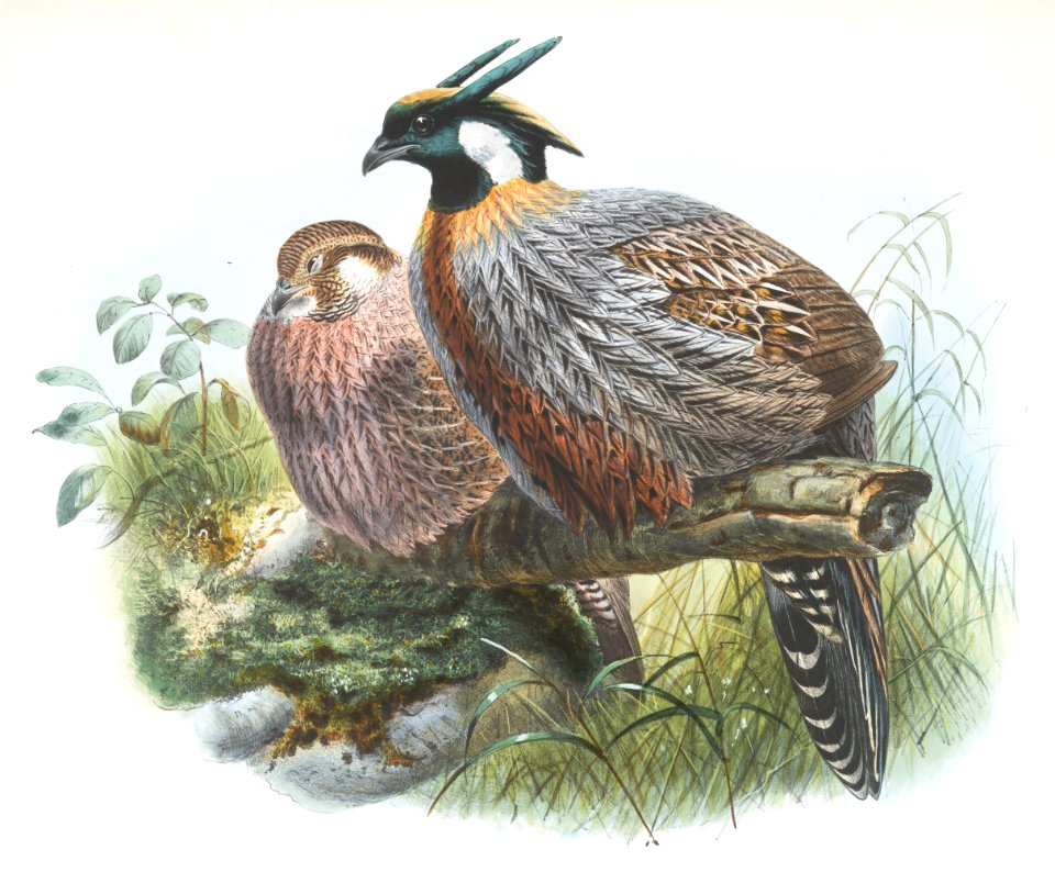 Purcasia xanthospila