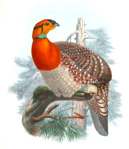 Ceriornis Blythii