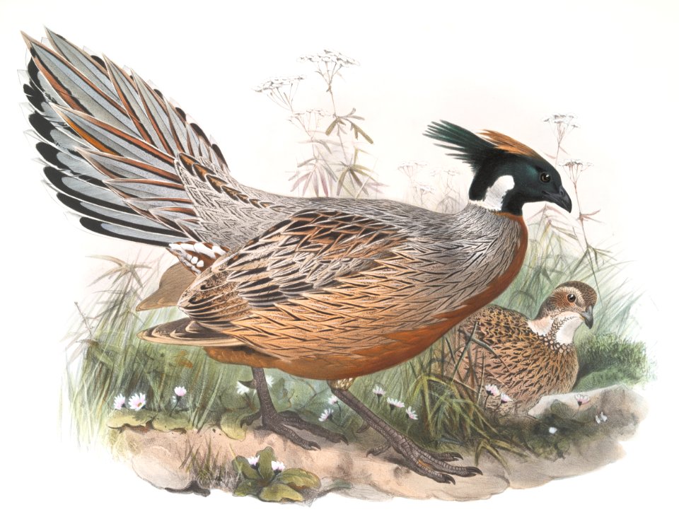 Purcasia Darwini
