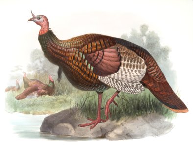Meleagris gallopavo