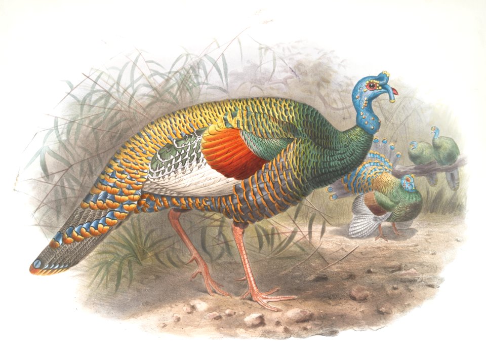 Meleagris ocellata