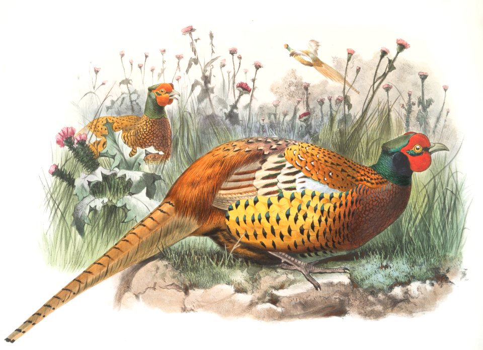 Phasianus Shawii