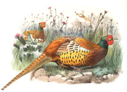 Phasianus Shawii