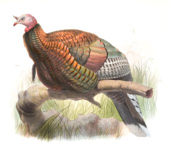 Meleagris mexicana