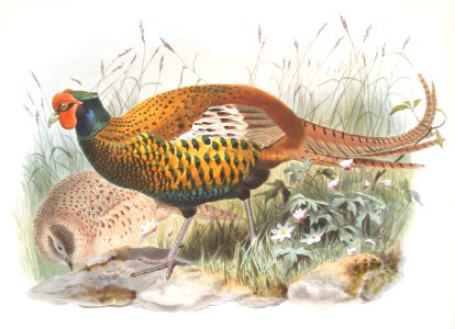 Phasianus insignis