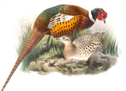 Phasianus mongolicus