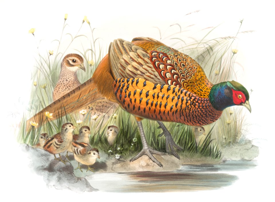 Phasianus colchicus