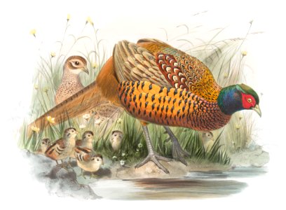 Phasianus colchicus