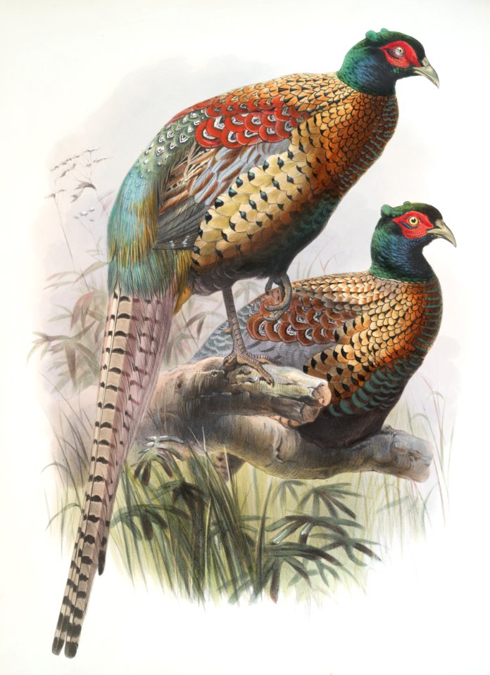 Phasianus deccollatus