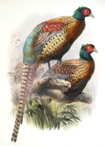 Phasianus deccollatus