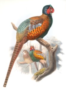 Phasianus elegans