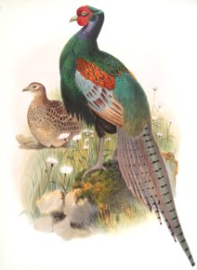 Phasianus versicolor