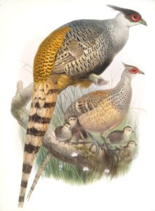 Phasianus Wallichii