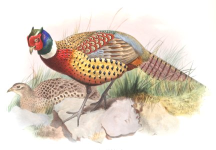 Phasianus torquatus. Free illustration for personal and commercial use.