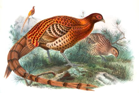 Phasianus Soemmerringii