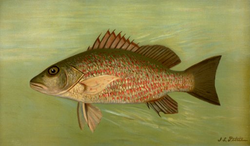 The Mangrove Snapper, Lutjanus griseus