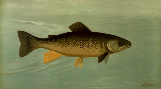 Hybrid Trout -- Cross of the Lake and Brook Trout. Free illustration for personal and commercial use.