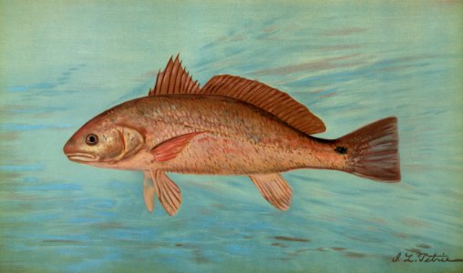 The Red Drum or Channel Bass, Scioena ocellata. Free illustration for personal and commercial use.