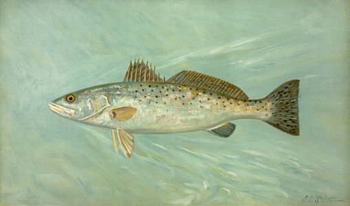 The Spotted Sea Trout, Cynoscion maculatum. Free illustration for personal and commercial use.