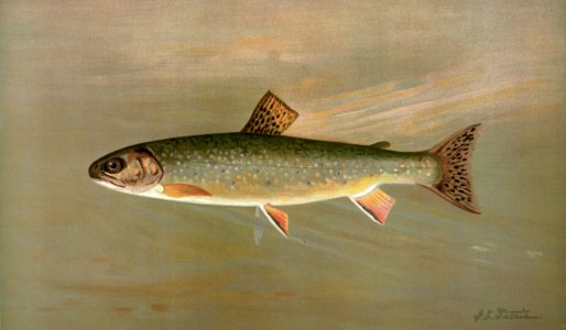 The American Brook Trout, Salvelinus fontinalis