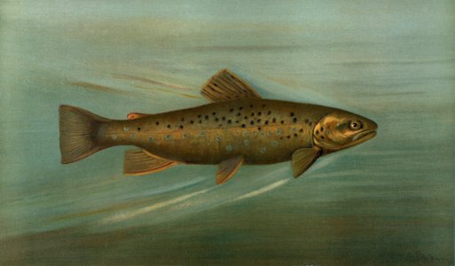 The Brown or German Trout, Salmo fario