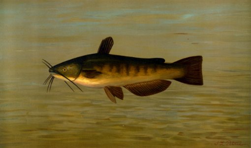 The Common Bullhead or Horned Pout, Amiurus nebulosus