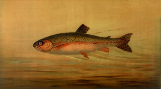 The Rainbow Trout, Salmo irideus