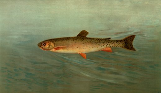 The Rocky Mountain Trout, Salmo mykiss