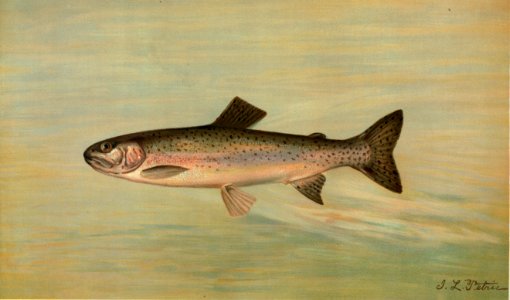 The Kern River Trout, Salmo irideus gilberti