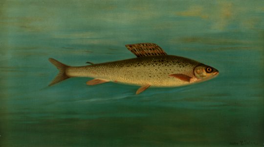 The Montana Grayling, Thymallus signifer montanus