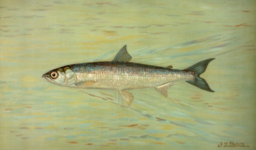 The Cisco of Lake Geneva, Wis., Argyrocomus artedi sisco