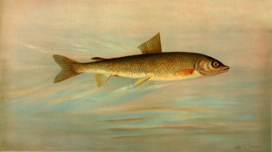 The Rocky Mountain Whitefish, Coregonus williamsoni