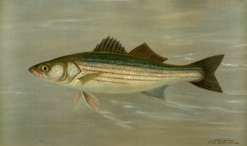 The Striped Bass, Roccus lineatus. Free illustration for personal and commercial use.