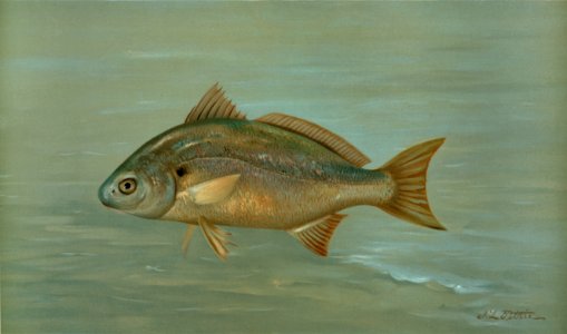 The Kingfish, Whiting, or Barb, Mentichirrhus nebulosus