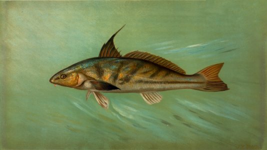 The Weakfish or Squeteague, Cynoscion regale