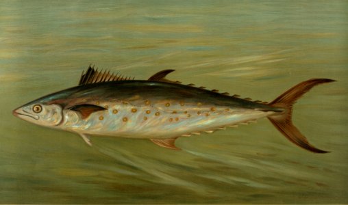 The Porgee or Scup, Stenotomus chrysops