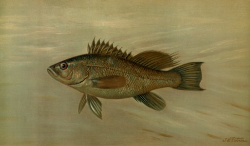 The Sea Bass, Centropristes striatus. Free illustration for personal and commercial use.