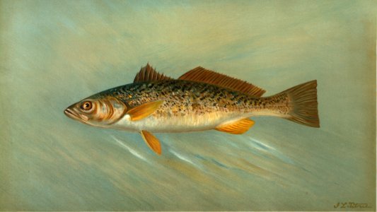 The Spanish Mackerel, Scomberomorus maculatus