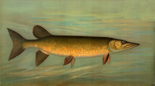 The Rock Bass, Ambloplites rupestris