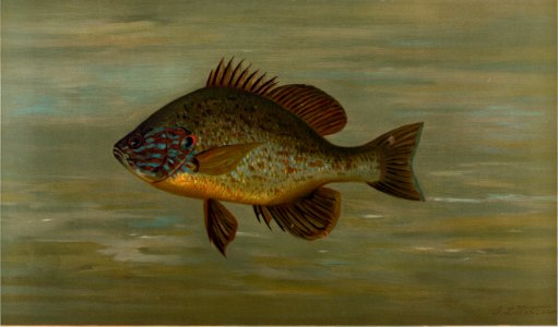 The White or Silver Bass, Roccus chrysops
