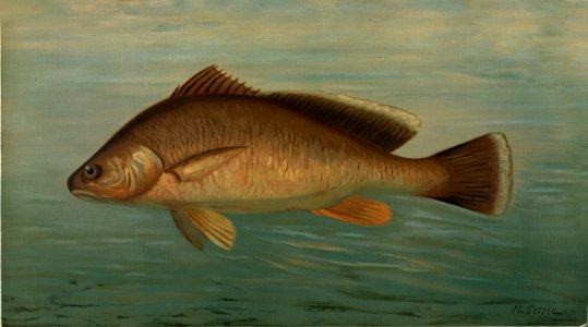The Yellow Perch, Perca flaverscens