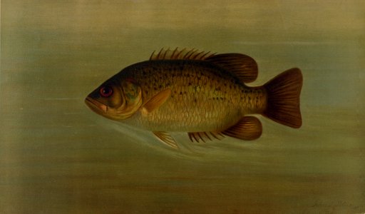The Common Sunfish, Eupomotis gibbosus