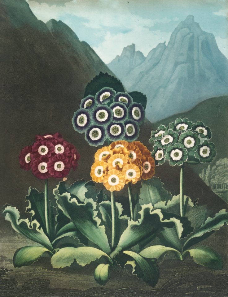 A group of auriculas