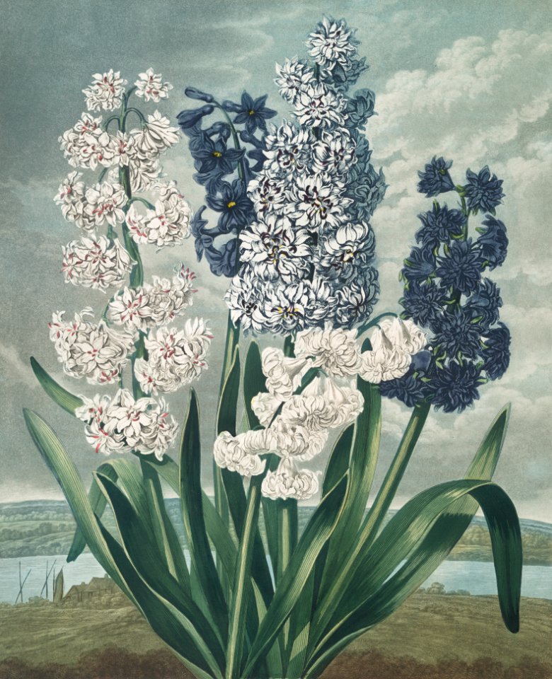 Hyacinths